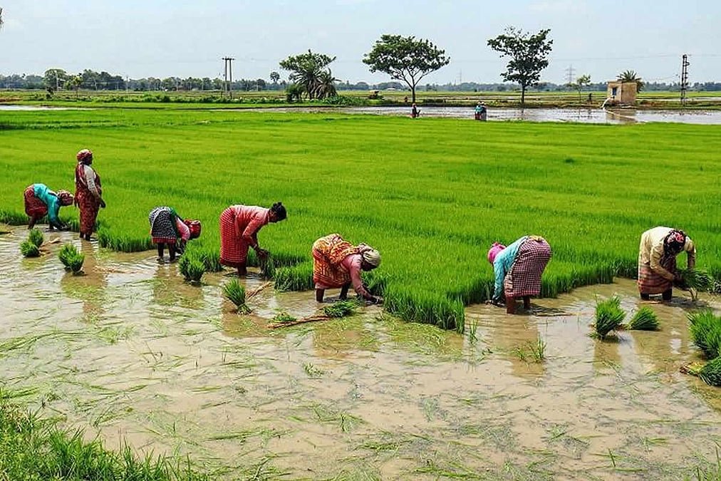 Farmers transplanting paddy seedlings