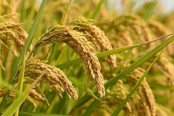 Ripe paddy grains ready for harvest